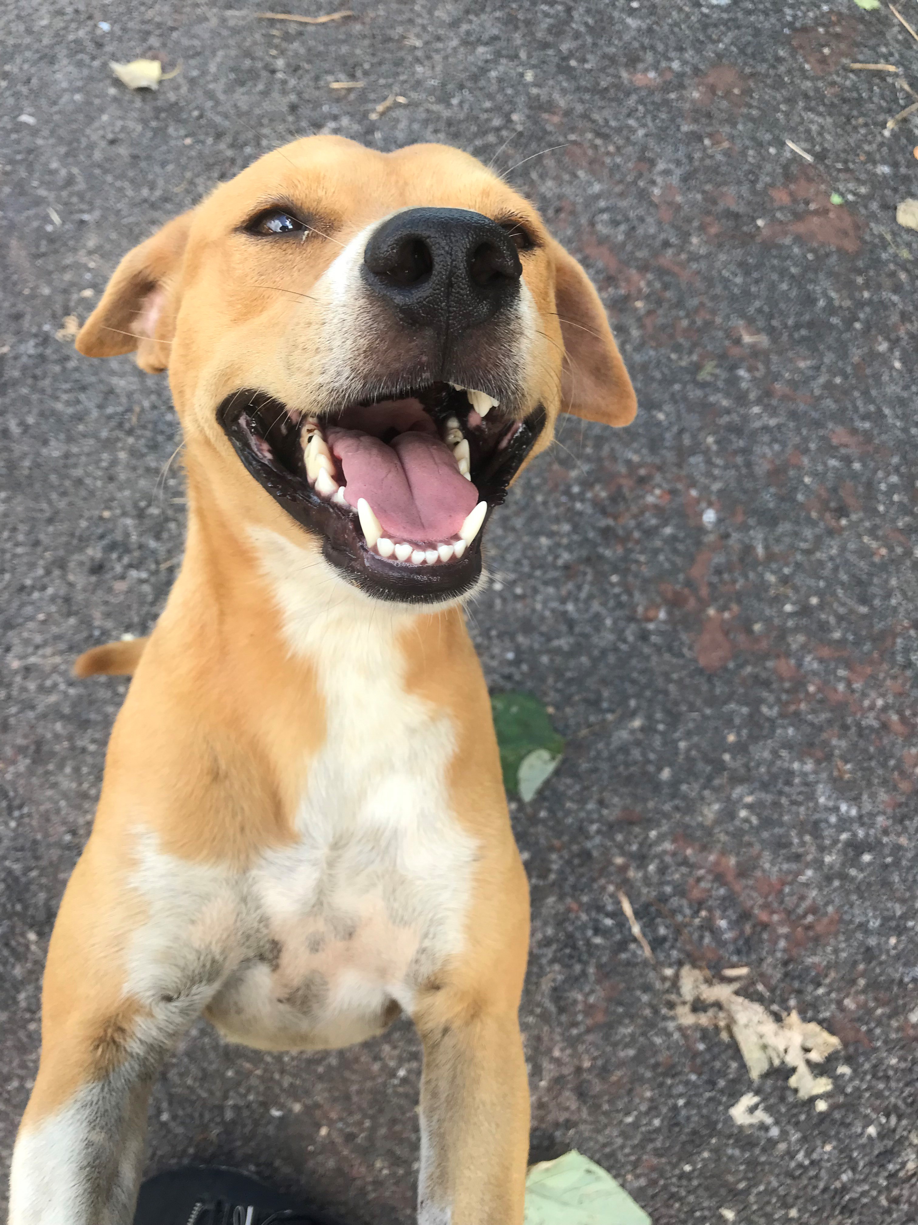 Smiling and happy tan dog
