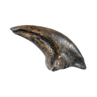 T-Rex Claw Replica