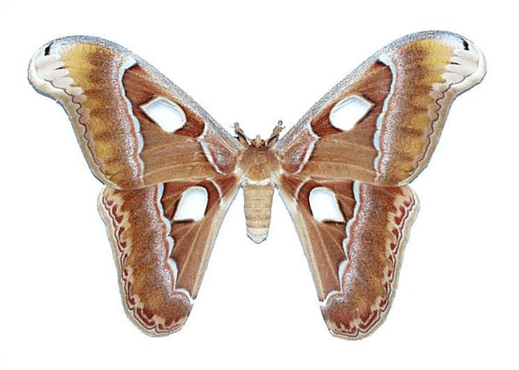 atlas moth