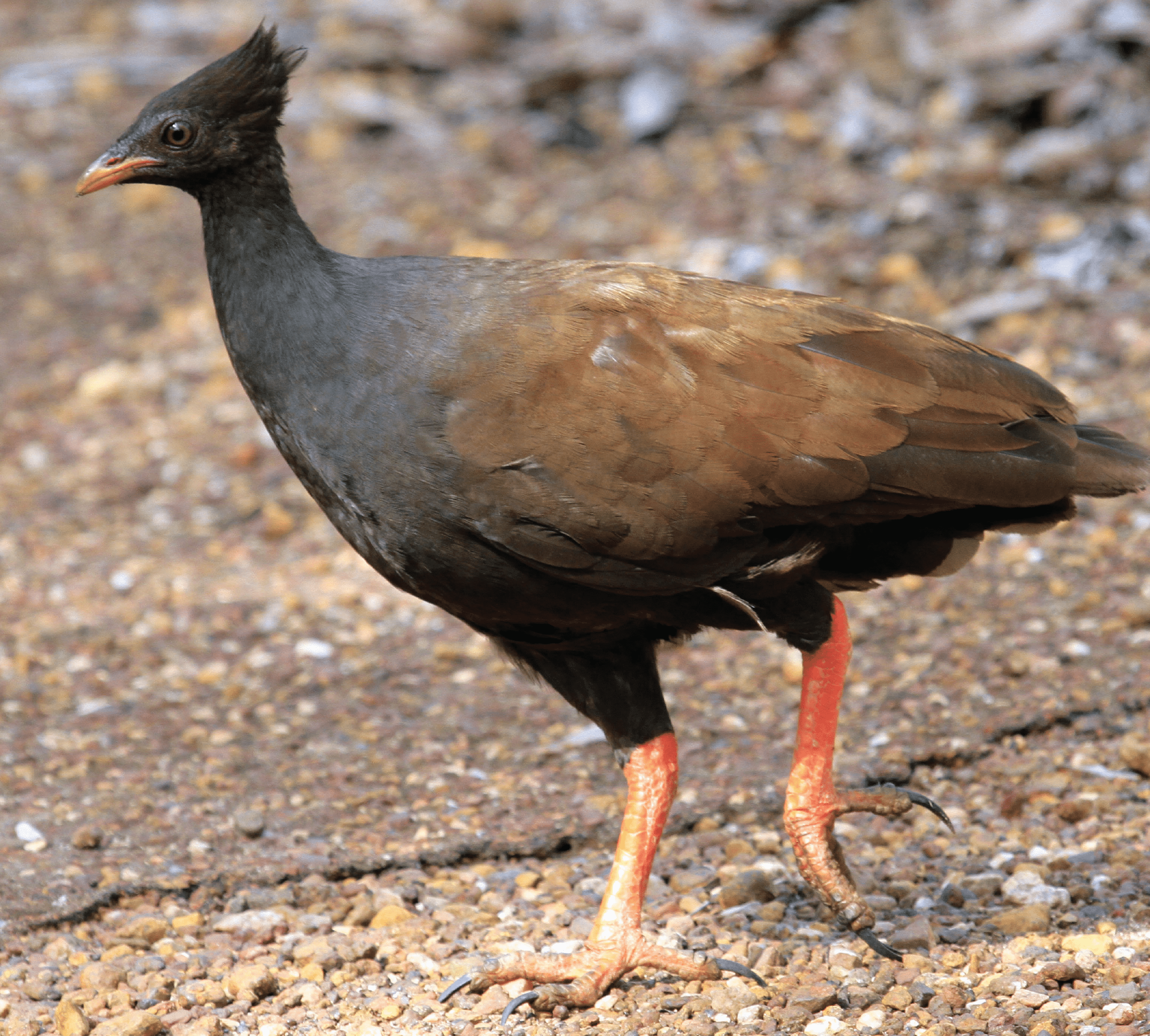 bush chook