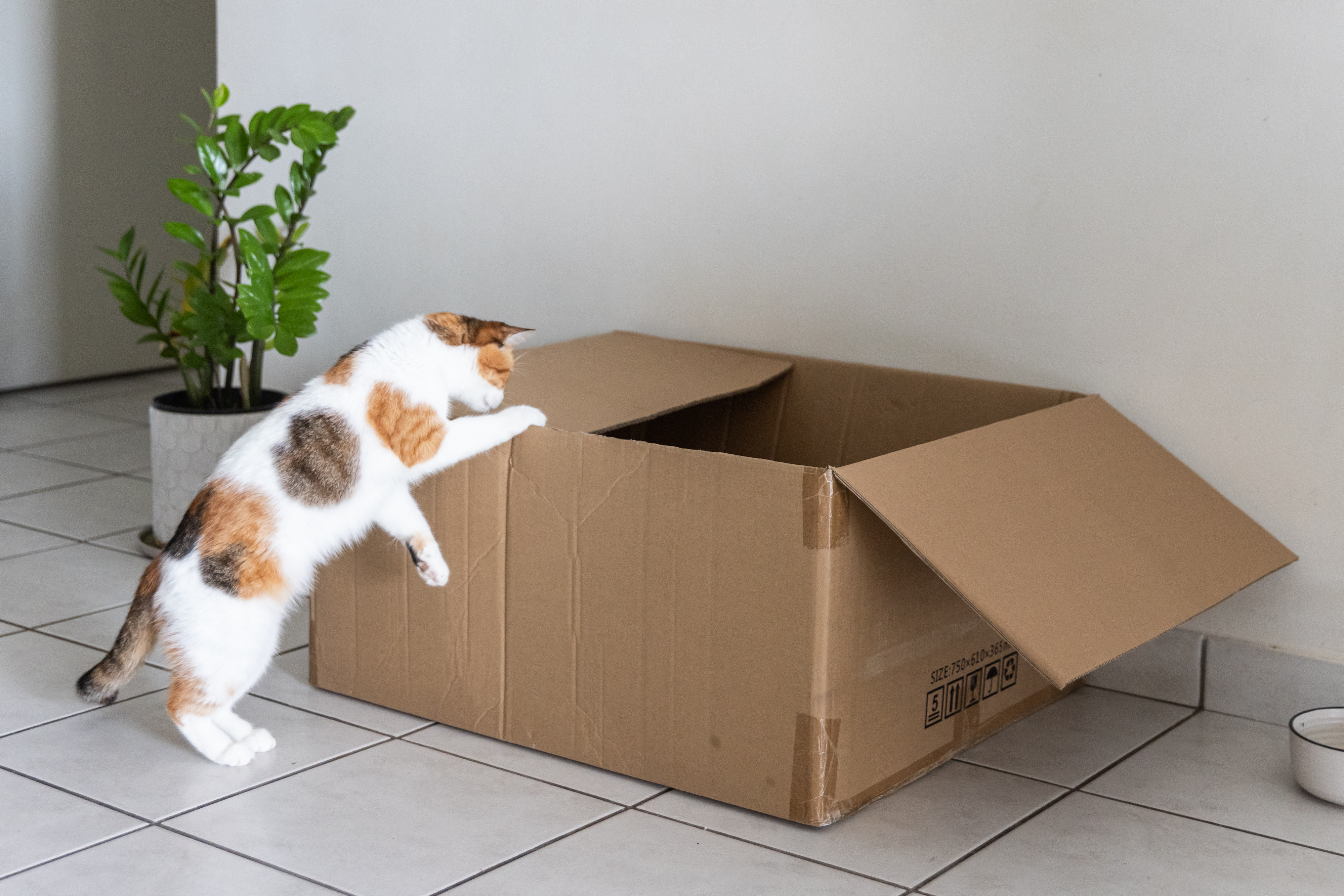 Cat in a box