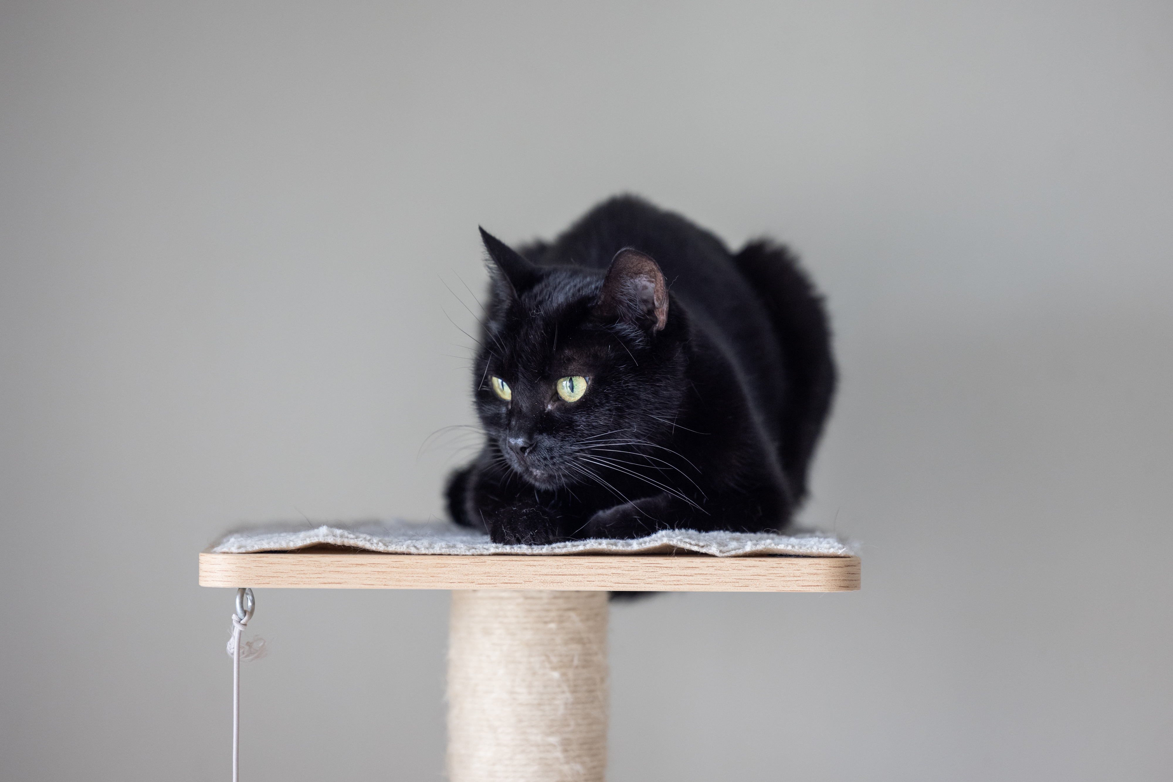 Cat relaxing