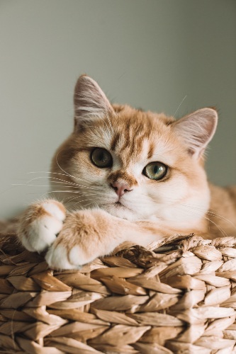 Cat on Basket