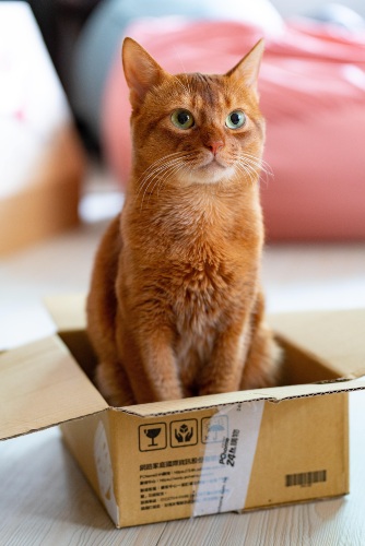Cat on Box
