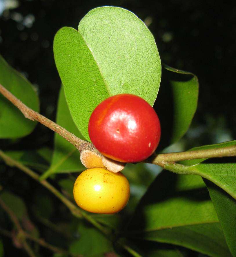 Australian ebony fruit found at East Point reserve