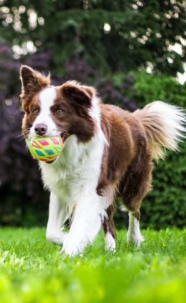 Dog running