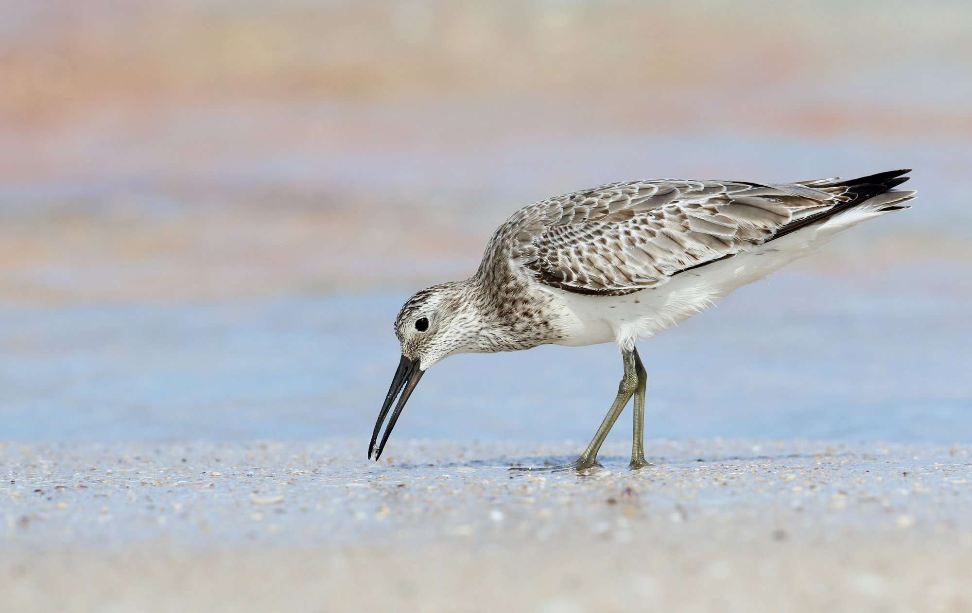 bird on the shore