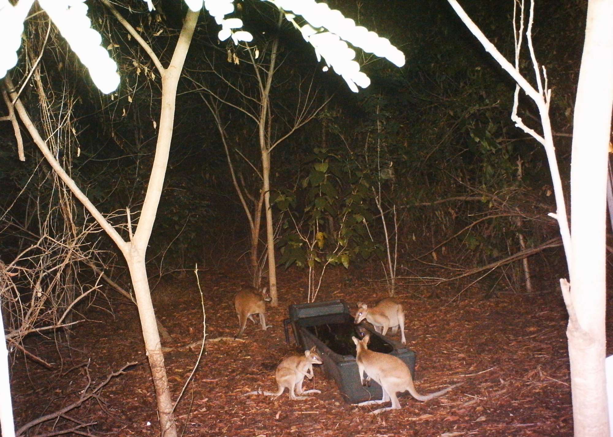 Agile wallabies at east point reserve at night time around a water trough