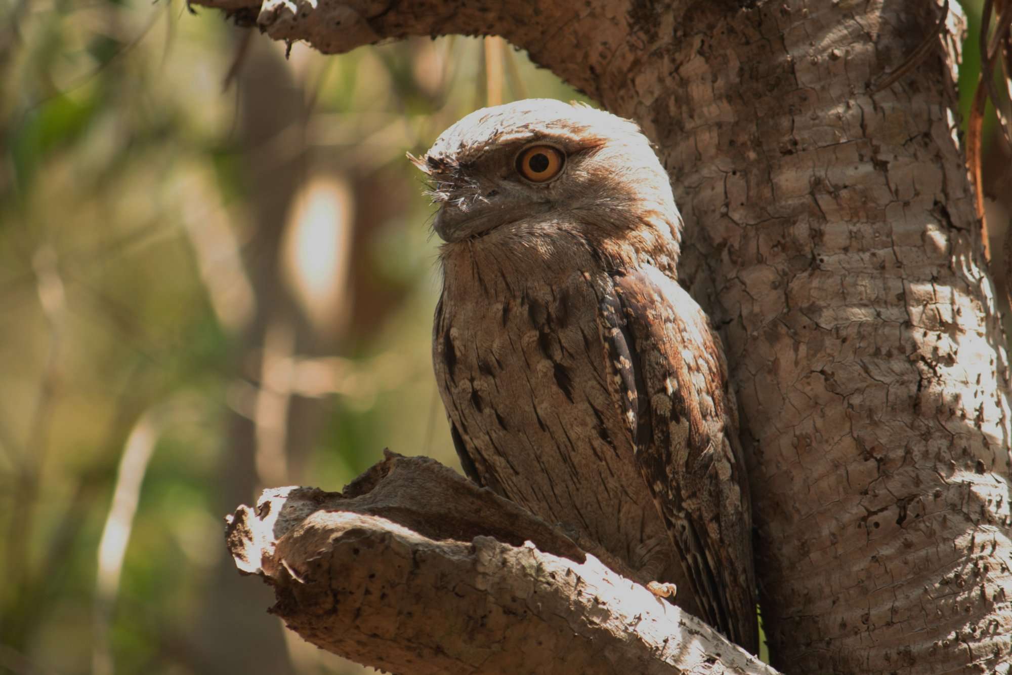 Tawny frogmouth owl found at Eat Point reserve