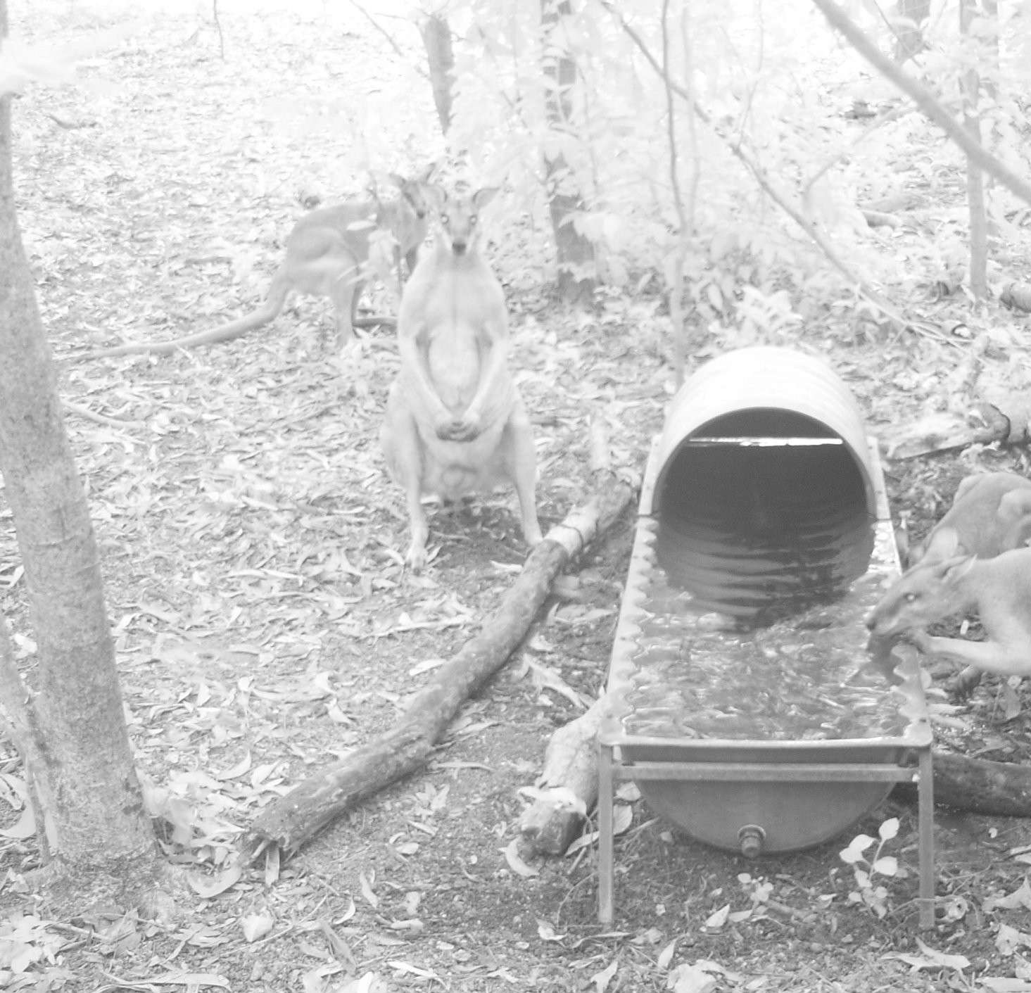 night image of Agile wallabies at East Point Reserve