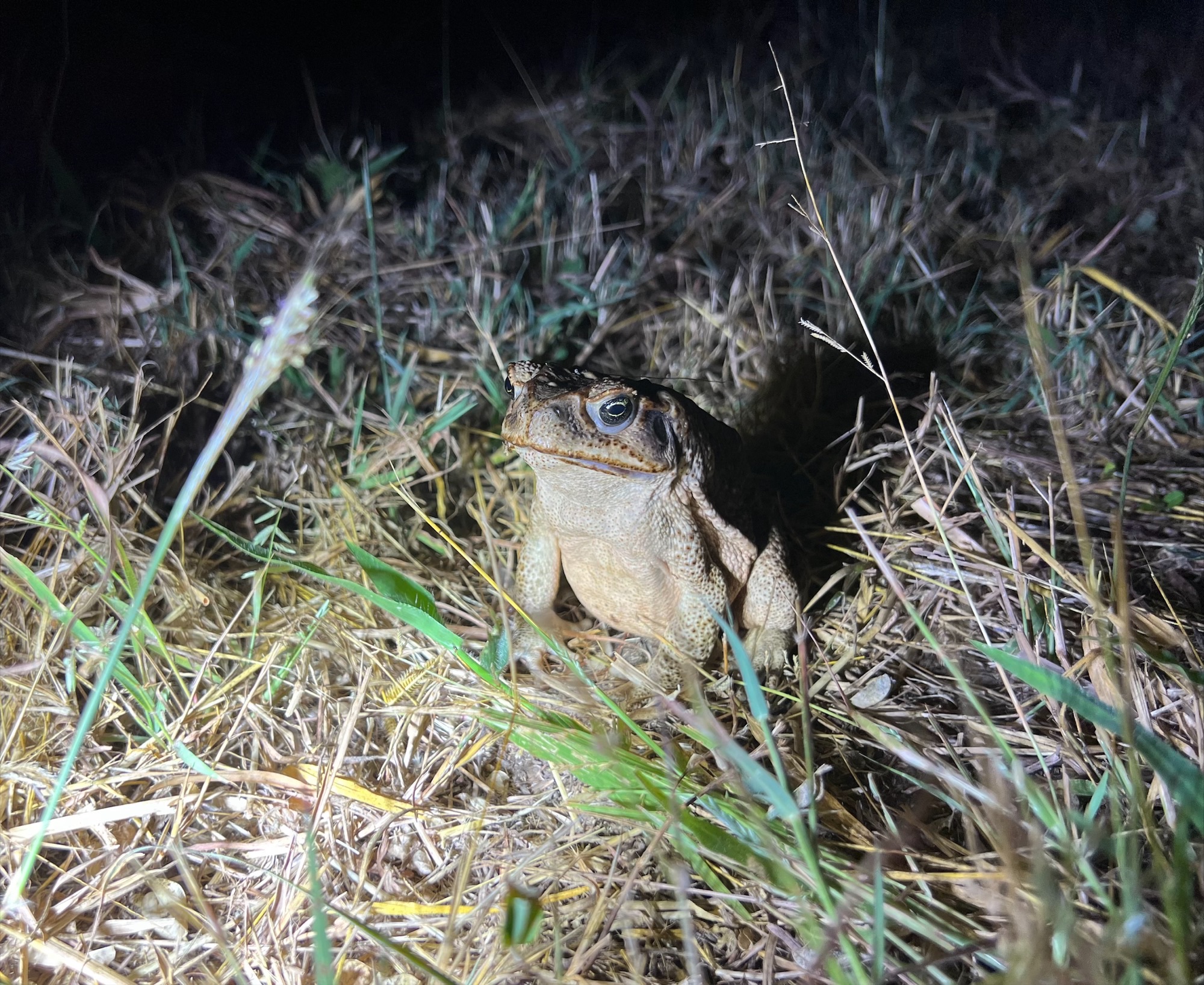 Cane toad