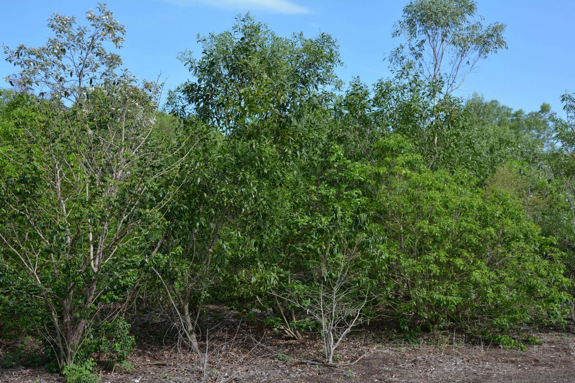 Stage 4 revegitation of monsoon rainforest at East Point Reserve