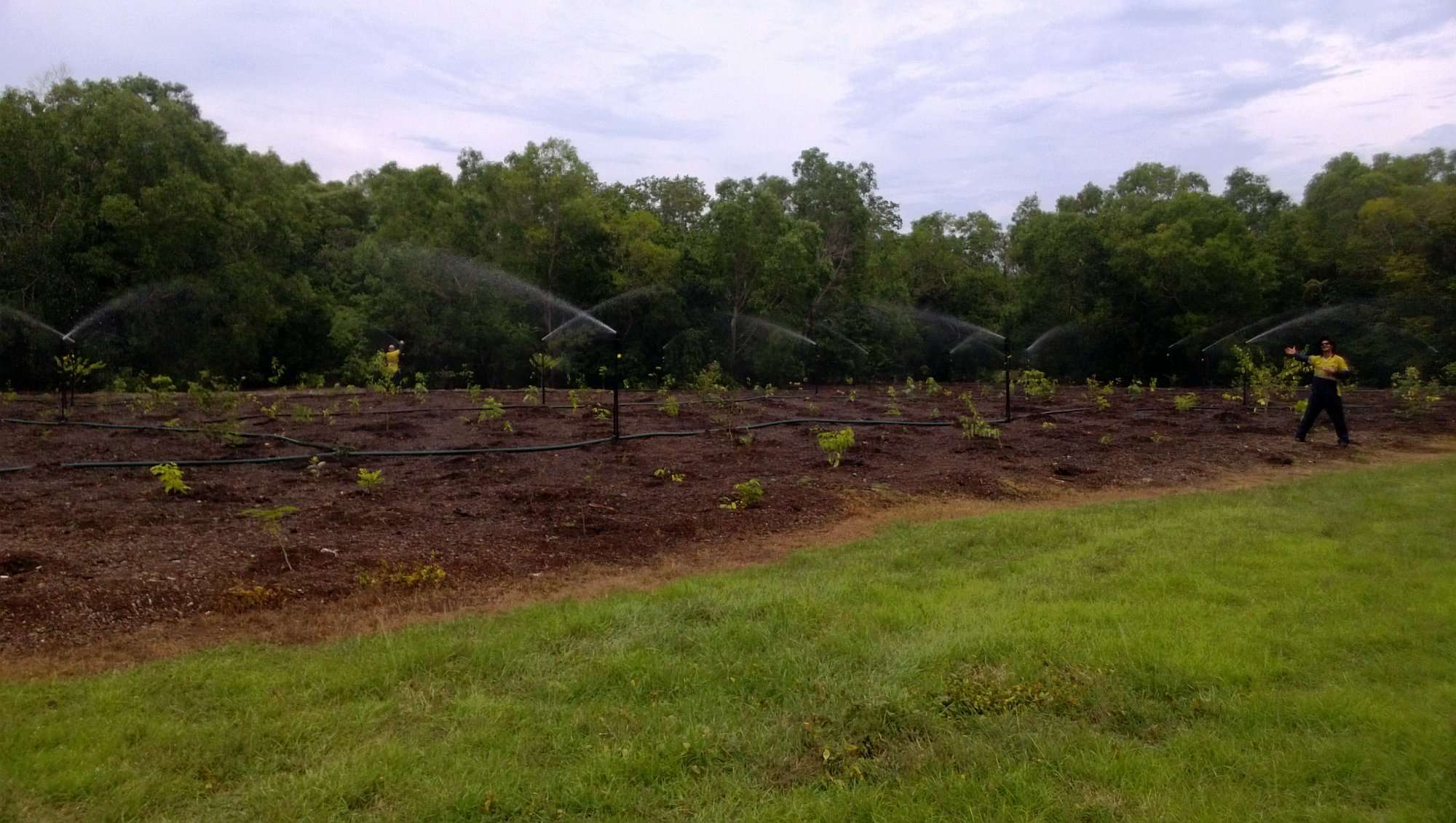 Stage 2 planting and watering, revegitation of monsoon rainforest at East Point Reserve