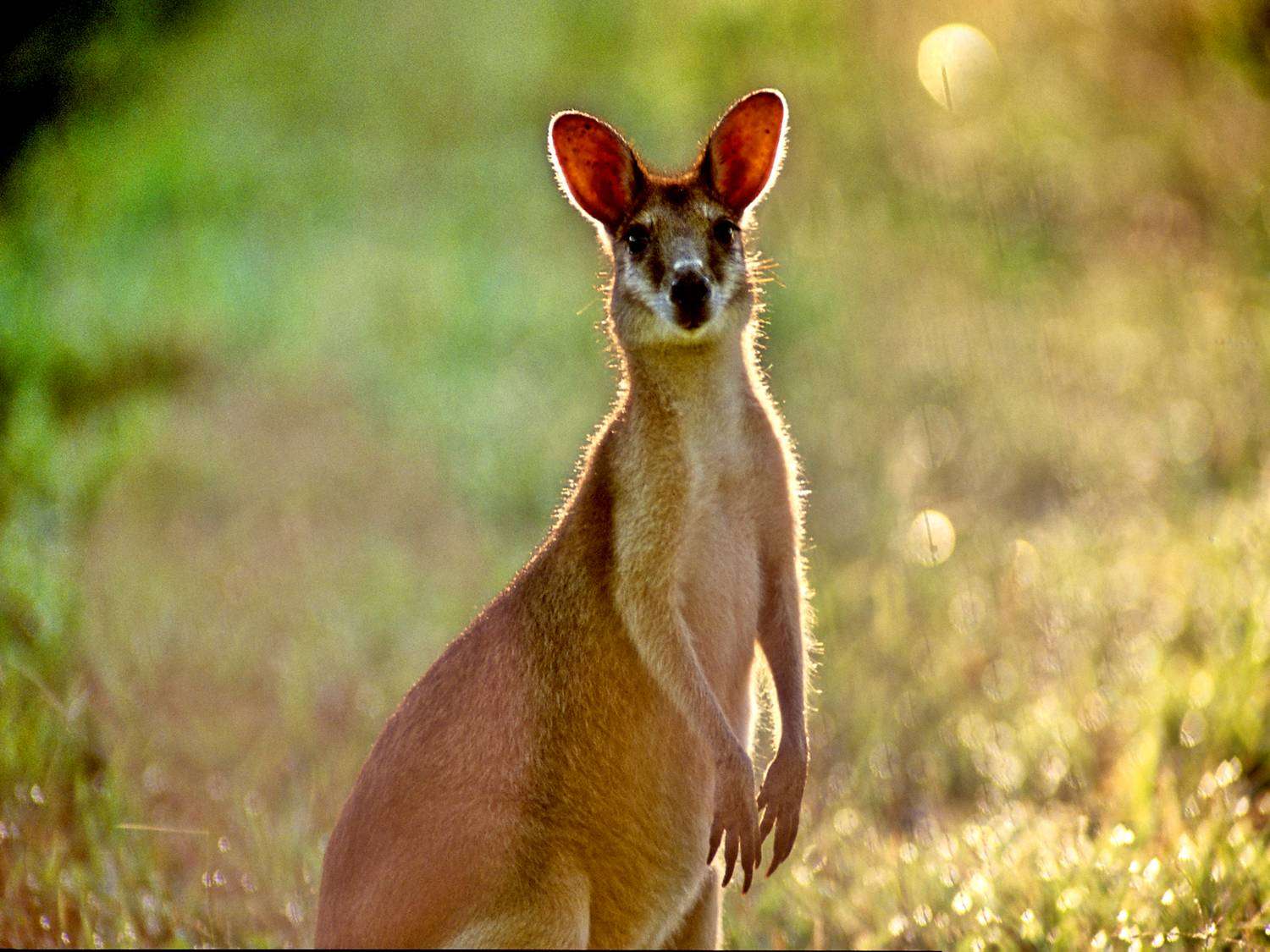 image of a wallaby