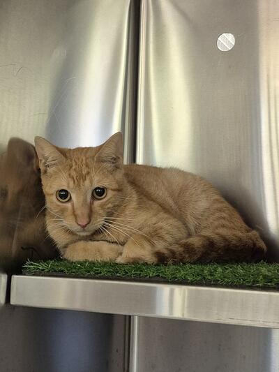 Found Domestic Short Hair