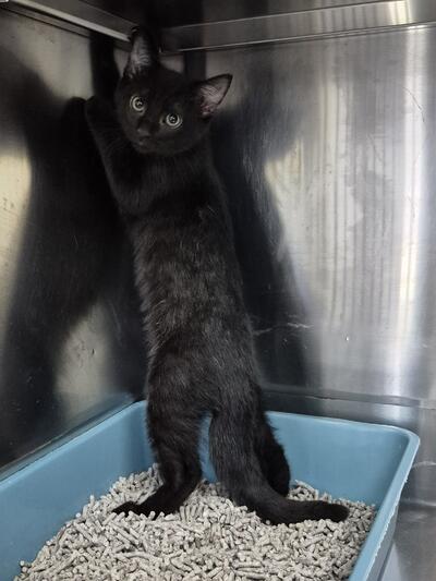 Found Domestic Short Hair Kitten