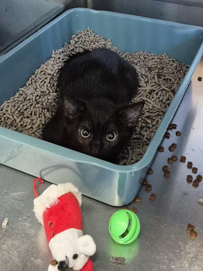 Found Domestic Short Hair Kitten