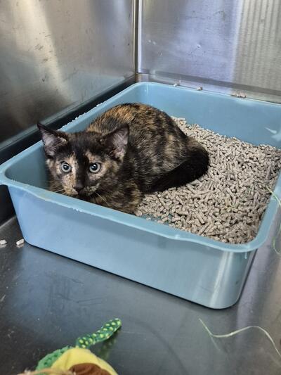 Found Domestic Short Hair Kitten