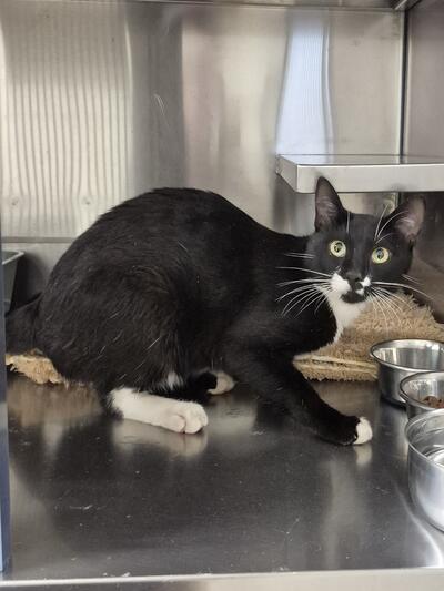 Found Domestic Short Hair