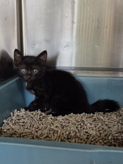 Found Domestic Short Hair Kitten