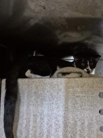 Found Domestic Short Hair