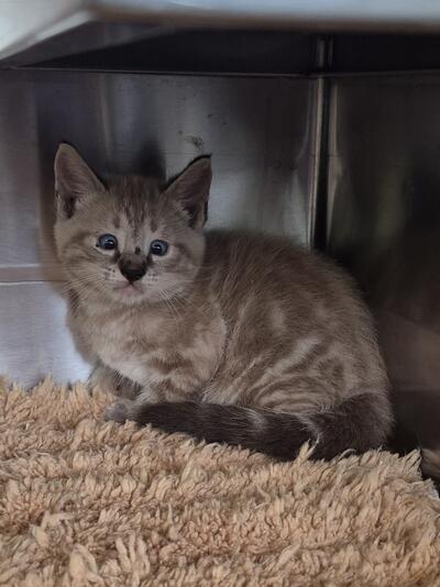 Found Domestic Short Hair Kitten