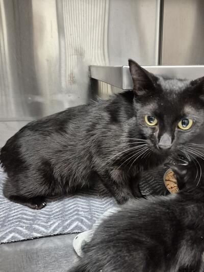 Found Domestic Short Hair