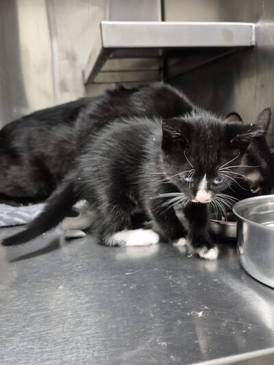 Found Domestic Short Hair Kitten