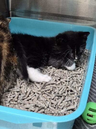 Found Domestic Short Hair Kitten