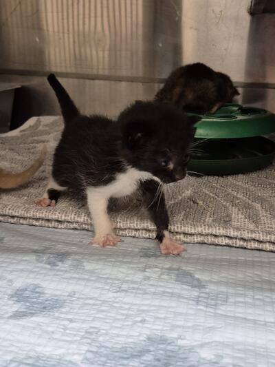 Found Domestic Short Hair Kitten