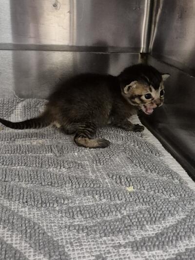 Found Domestic Short Hair Kitten