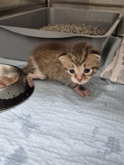 Found Domestic Short Hair Kitten