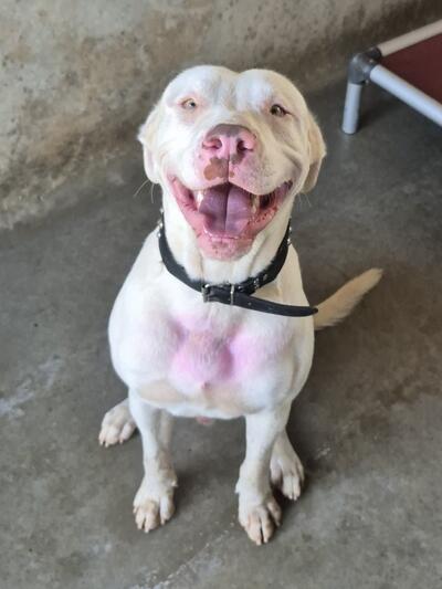 Found Medium Mixed Breed