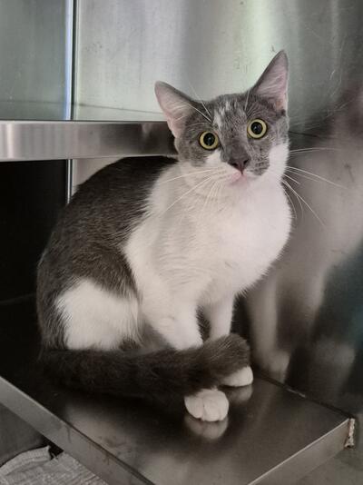 Found Domestic Short Hair