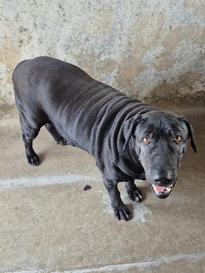 Found Medium Mixed Breed