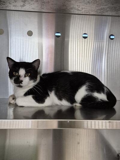 Found Domestic Short Hair