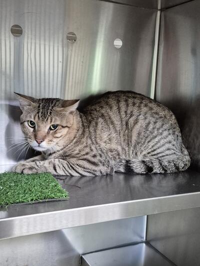 Found Domestic Short Hair