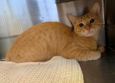 Found Domestic Short Hair Cat