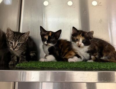 Found Domestic Short Hair Kittens