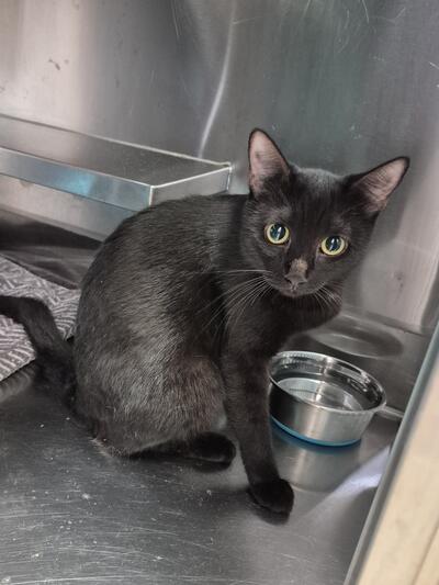 Found Domestic Short Hair