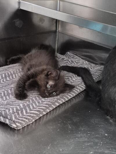 Found Domestic Short Hair Kitten