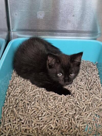 Found Domestic Short Hair Kitten