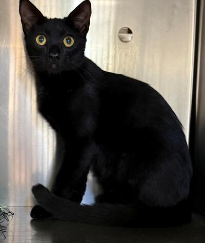 Found Domestic Short Hair Cat