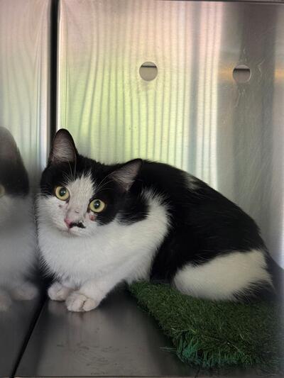 Found Domestic Short Hair Cat
