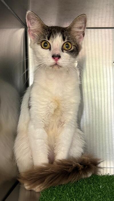 Found Domestic Short Hair Cat