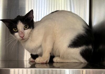 Found Domestic Short Hair Cat