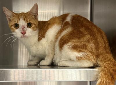 Found Domestic Short Hair Cat