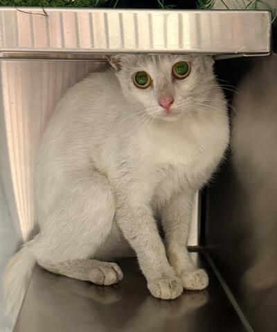 Found Domestic Short Hair Cat