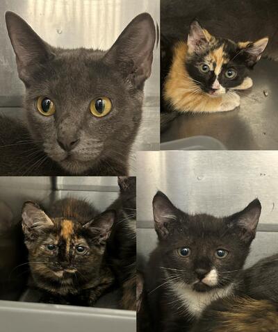 Found cat and kittens