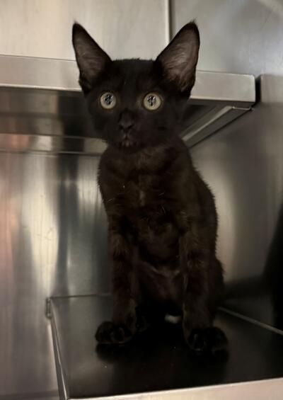 Found Domestic Short Hair Kitten 
